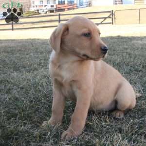 Buddy, Fox Red Labrador Retriever Puppy